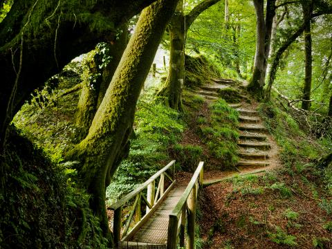 Forest Trees Moss Stairs Nature Green