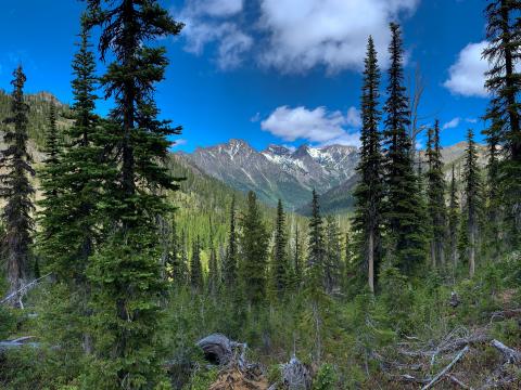 Forest Trees Mountains Nature Landscape