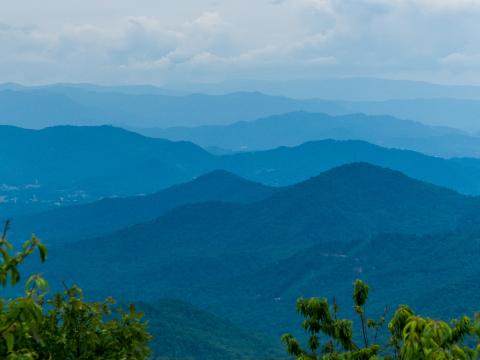 Forest Trees Mountains Relief Landscape