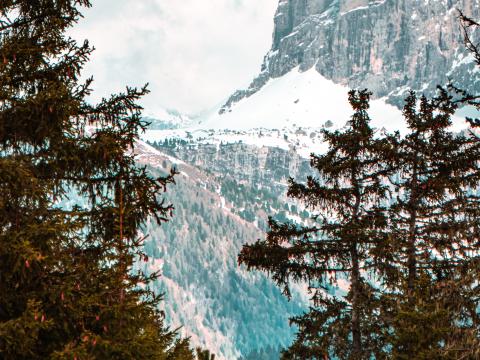 Forest Trees Mountains Snow Landscape