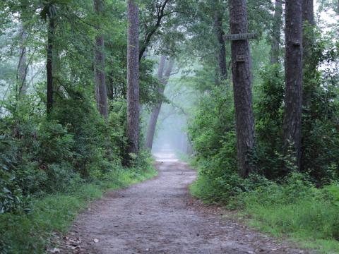 Forest Trees Path Fog Haze Nature