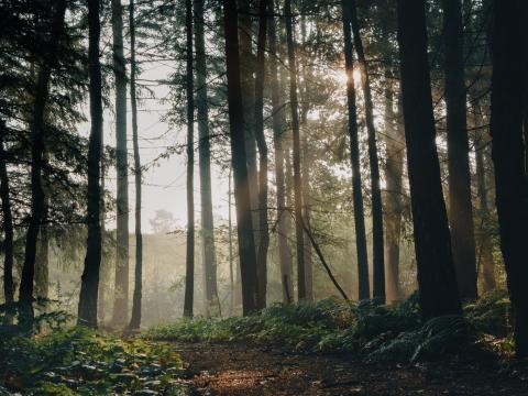 Forest Trees Path Fog Landscape Nature