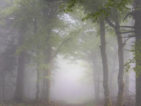 Forest Trees Path Fog Nature