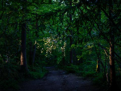 Forest Trees Path Green Nature