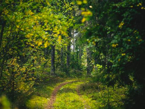 Forest Trees Path Green Nature Landscape