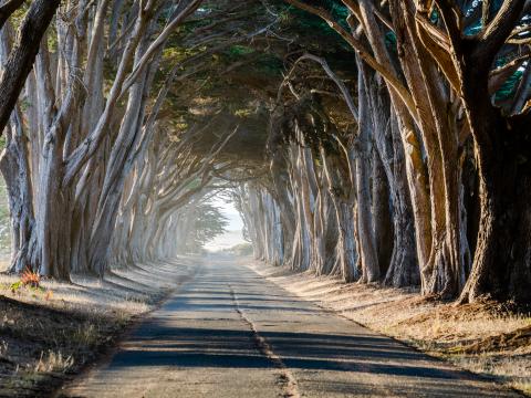 Forest Trees Path Landscape