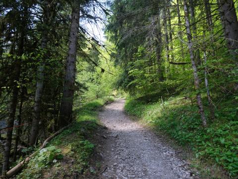 Forest Trees Path Landscape Nature