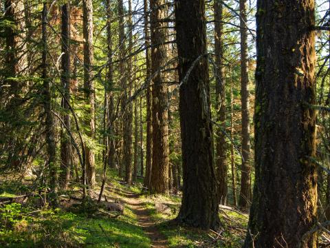 Forest Trees Path Nature Landscape