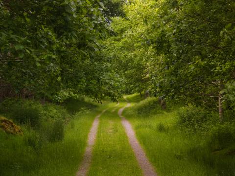 Forest Trees Path Nature Landscape Green