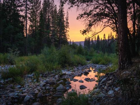 Forest Trees Puddle Stones Sunset Nature