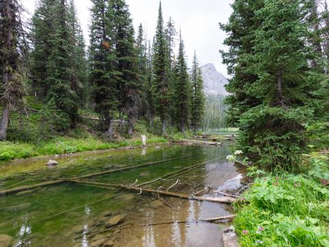 Forest Trees River Mountains Landscape