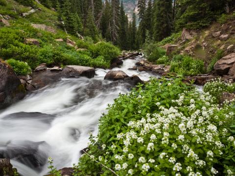 Forest Trees River Water Nature Landscape