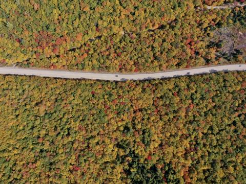 Forest Trees Road Car Autumn Aerial-view