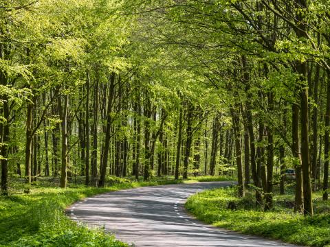 Forest Trees Road Turn Nature Green