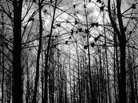 Forest Trees Silhouettes Black-and-white Black