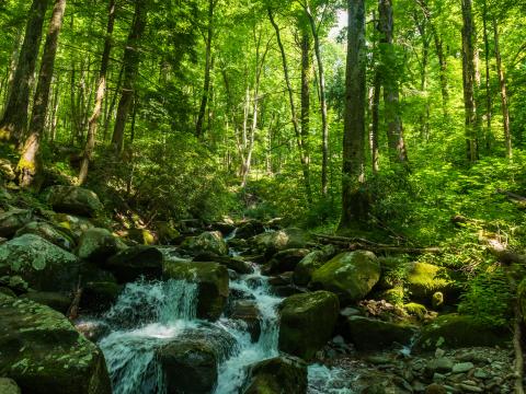 Forest Trees Stream Stones Nature Landscape Green