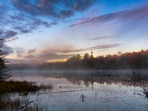 Forest Trees Swamp Fog Twilight Landscape