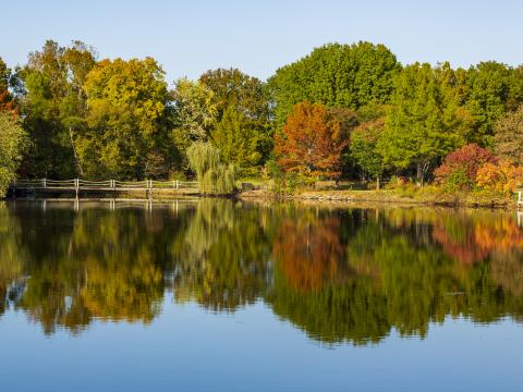 Forest Trees Water Reflection Landscape