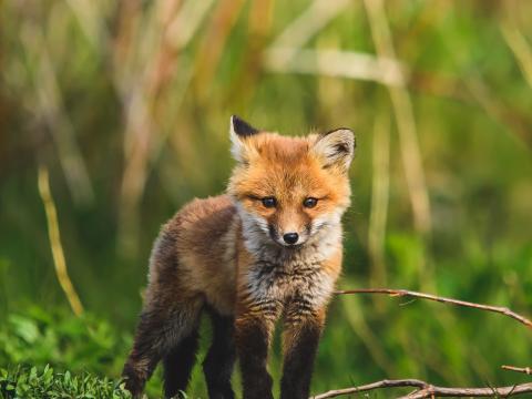 Fox-cub Fox Animal Cute Wildlife