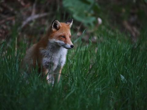 Fox Animal Predator Grass Wildlife