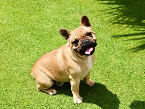 French-bulldog Dog Protruding-tongue Pet Funny