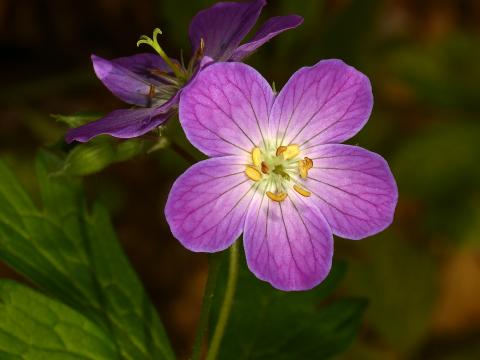 Geranium Flower Purple Macro Plant