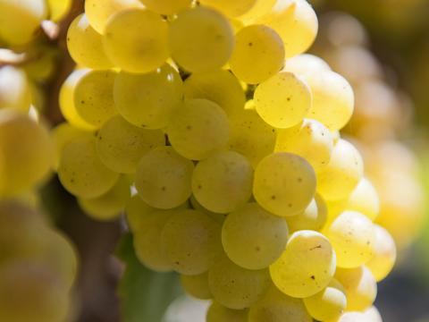 Grapes Berries Bunch Fruit Macro