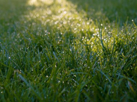 Grass Dew Drops Wet Macro Green
