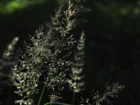 Grass Plant Macro Dark