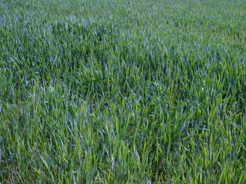 Grass Plants Macro Greenery