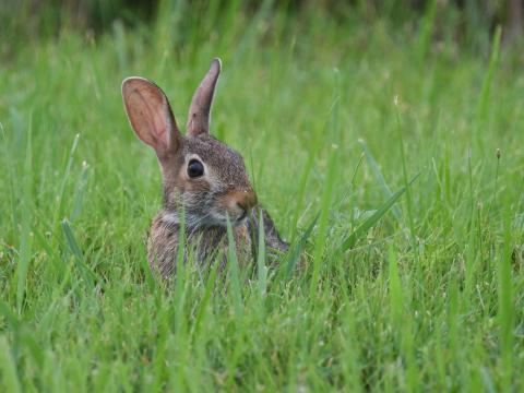 Hare Animal Glance Grass Wildlife