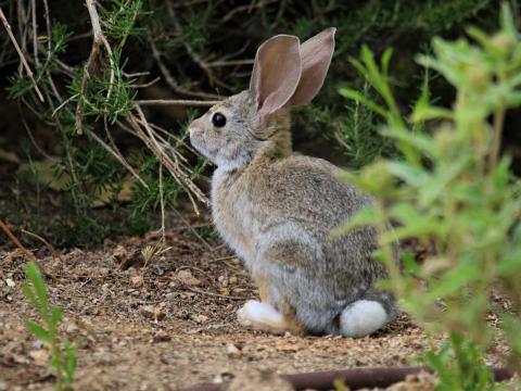 Hare Animal Plant Wildlife