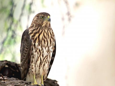 Hawk Bird Glance Wildlife