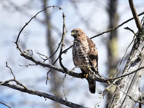 Hawk Bird Predator Brown Branch Wildlife