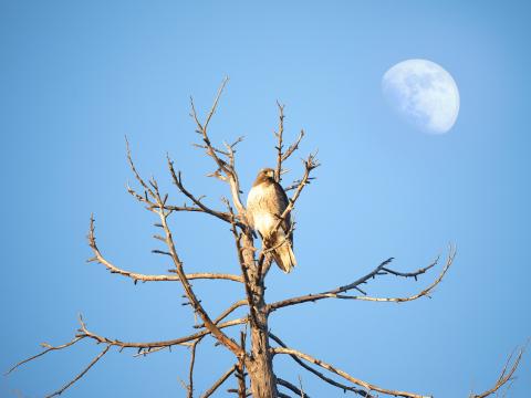 Hawk Bird Tree Branches Watching Wildlife