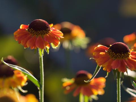 Helenium Flowers Petals Orange Macro