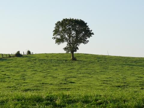 Hill Field Tree Grass Nature Landscape