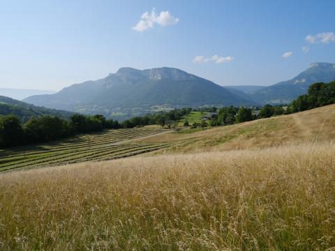 Hills Field Trees Landscape Nature