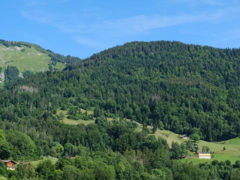 Hills Forest Trees Nature Landscape Aerial-view