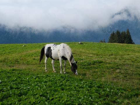 Horse Animal Grass Field Nature