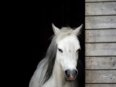 Horse Animal White Stable