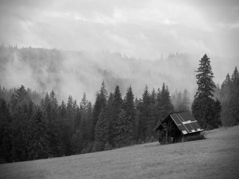 House Forest Trees Fog Nature Black-and-white