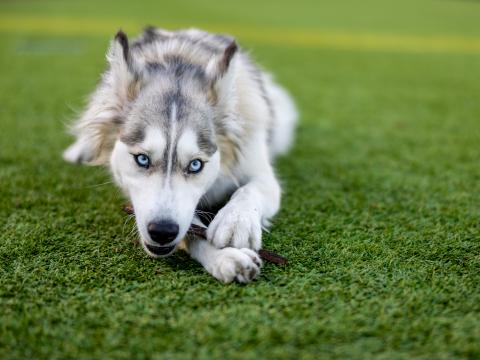 Husky Dog Pet Play