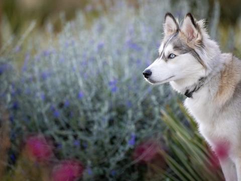 Husky Glance Dog Animal Pet