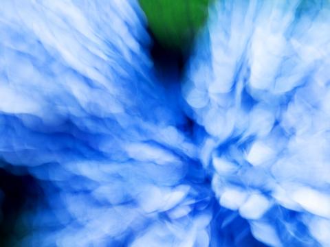 Hydrangea Flowers Blur Abstraction Blue