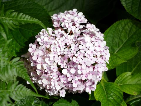 Hydrangea Flowers Petals Leaves Pink Macro