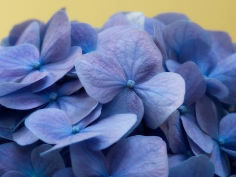 Hydrangea Flowers Petals Macro Blue