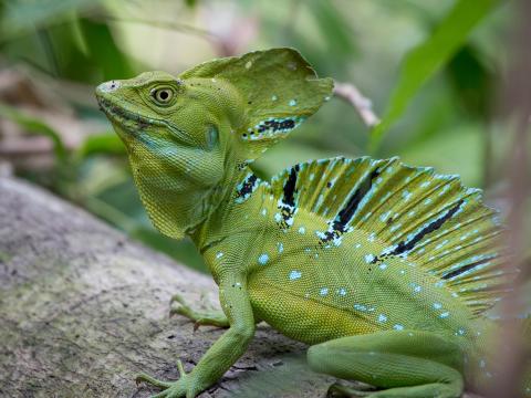 Iguana Reptile Lizard Green