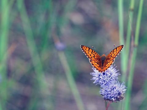 Insect Butterfly Flowers Macro