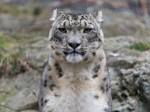 Irbis Snow-leopard Animal Predator Glance